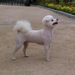 애견호텔, 강아지호텔, 반려견호텔, 애견돌봄원 소형견아이들 #뛰고또뛰고 🐕🐕 - ♡소,중형견 운동장 - ♡애견 돌봄원♡ 애견호텔, 강아지호텔... 