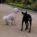 애견호텔, 강아지호텔, 반려견호텔, 애견돌봄원 소형견아이들 #뛰고또뛰고 🐕🐕 - ♡소,중형견 운동장 - ♡애견 돌봄원♡ 애견호텔, 강아지호텔... 
