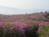 4월 정기산행 보성 초암산 철쭉바다(4/26 4주차 산행) - 『정기 산행... 발 아래 산하만리 4월 정기산행 보성 초암산 철쭉바다(4/26 4주차 산행)