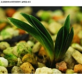 배양종 이야기 - ╔ 배양정보 자료실 ╗ - (사) 蘭과함께 배양종 이야기