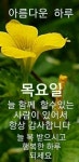 목요일 - º━---※ 인사요일안부 - 행복한 장소(장미와소나무) 목요일