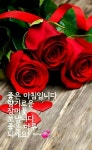 수요일 - º━---※ 인사요일안부 - 행복한 장소(장미와소나무) 수요일