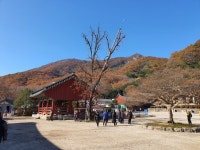 고창 선운사 만추 - 전남 한종나 - 한종나 공식 한국종자나눔회 고창 선운사 만추