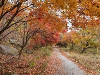 풍암정 길 단풍 - 전남 한종나 - 한종나 공식 한국종자나눔회 풍암정 길 단풍