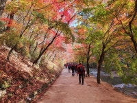 순창 강천산 애기단풍 - 전남 한종나 - 한종나 공식 한국종자나눔회 순창 강천산 애기단풍
