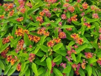 초록빛정원의 꽃이야기 - 전남 한종나 - 한종나 공식 한국종자나눔회 초록빛정원의 꽃이야기