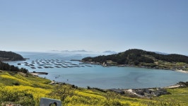 [섬테마 28인승2025년 4월 11일 토요일]천혜의 아름다운섬 유채꽃과 청보리 슬로시티의섬 청산도 관광 안내 - ―2 토요산행 안내 및 신청... 