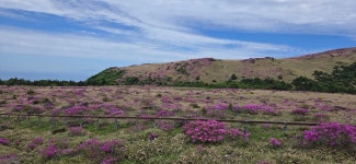 한라산 영실 철쭉 1 - ―2026년 제주도 한라산백록담 & 섬관광 안내] - 대전충일투어산악회 한라산 영실 철쭉 1