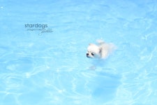 코찌 - -- photo by stardogs-- - 스타독스 코찌