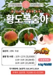 경북의성 반디농원 복숭아(황도-단금도)판매 - ┌-… 반짝 할인♡ 판매 - 꽃을사랑하는사람들 (다육,화분) 경북의성 반디농원 복숭아(황도-단금도)... 