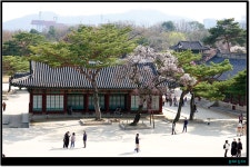 서울의 봄(고궁 나들이..) - └─▶ 일반 사진방 - 무아투어 서울의 봄(고궁 나들이..)