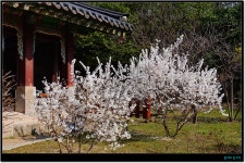 서울의 봄(고궁 나들이..) - └─▶ 일반 사진방 - 무아투어 서울의 봄(고궁 나들이..)