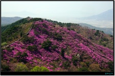 고려산 진달래 - └─▶ 일반 사진방 - 무아투어 고려산 진달래