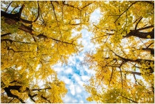 올 가을 은행나무 - 걷고 싶은 곳 - MJ백두대간 올 가을 은행나무