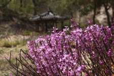세상은 눈부시도록 아름다워... 공주 마곡사 풍경 (4/16) - ▒ ♣。베니 - 우여향 (雨餘香) 세상은 눈부시도록 아름다워... 공주 마곡사 풍경 (4/16)