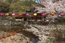 세상은 눈부시도록 아름다워... 공주 마곡사 풍경 (4/16) - ▒ ♣。베니 - 우여향 (雨餘香) 세상은 눈부시도록 아름다워... 공주 마곡사 풍경 (4/16)