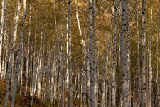 자작나무 숲에 들어간다 - ――······· 영상詩 낭송詩 - 너에게 편지를 자작나무 숲에 들어간다