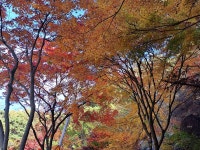 팔공산 단풍길 - 아름다운 우리나라 - 익산 탑마루 산악회 팔공산 단풍길