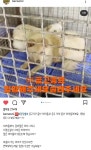 남해보호소 안락사 위기 아가들 공유부탁드립니다 - 반려견 실종 제보 - 강사모 공식카페 (강아지를 사랑하는 모임) 남해보호소 안락사 위기... 