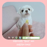 『강아지 실종』 의정부 신곡동 말티즈 여아 코코를 찾아 주세요! - 반려견 실종 제보 - 강사모 공식카페 (강아지를 사랑하는 모임) 『강아지... 