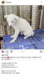 남해보호소 안락사 위기 아가들 공유부탁드립니다 - 반려견 실종 제보 - 강사모 공식카페 (강아지를 사랑하는 모임) 남해보호소 안락사 위기... 