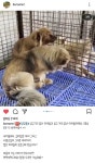 남해보호소 안락사 위기 아가들 공유부탁드립니다 - 반려견 실종 제보 - 강사모 공식카페 (강아지를 사랑하는 모임) 남해보호소 안락사 위기... 