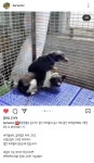 남해보호소 안락사 위기 아가들 공유부탁드립니다 - 반려견 실종 제보 - 강사모 공식카페 (강아지를 사랑하는 모임) 남해보호소 안락사 위기... 