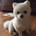 꽁심이 미용하고 모델 도전!!! - 강사모 모델 콘테스트 - 강사모 공식카페 (강아지를 사랑하는 모임) 꽁심이 미용하고 모델 도전!!!