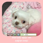『강아지 실종』 의정부 신곡동 말티즈 여아 코코를 찾아 주세요! - 반려견 실종 제보 - 강사모 공식카페 (강아지를 사랑하는 모임) 『강아지... 