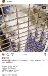 남해보호소 안락사 위기 아가들 공유부탁드립니다 - 반려견 실종 제보 - 강사모 공식카페 (강아지를 사랑하는 모임) 남해보호소 안락사 위기... 