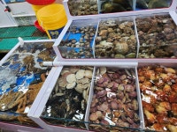 10월 19일 대천항 종합수산물시장 - 자유게시판 - 구미 싸리골 산악회 10월 19일 대천항 종합수산물시장 