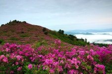 초암산(草庵山576m)개요 - 자유게시판 - 구미 싸리골 산악회 초암산(草庵山576m)개요