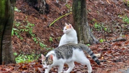 역사문화 대장정 (부여) - 희망여행스케치 - 성남 희망산악회 역사문화 대장정 (부여)