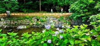 유구색동수국정원+마곡사 솔바람길(33관음성지)+공산성 - 여행/산행... 좋은사람들--버스매일출발 유구색동수국정원+마곡사 솔바람길... 