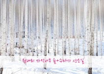 속삭이는 원대리 자작나무 숲+수타사 산소길 - 도보여행, 섬여행 - 도보여행(섬&산) 좋은사람들--버스매일출발 도보여행(섬&산) 좋은사람들... 