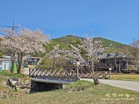 4/26 대관령 국민의숲 야생화길(아름다운 우리길 100선) - 여행/산행... 버스매일출발 4/26 대관령 국민의숲 야생화길(아름다운 우리길 100선)