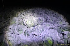 2025년11월2 28,29(금 무박) 서해랑길 7+8코스: 용장성~귀성삼거리... 2025년11월2 28,29(금 무박) 서해랑길 7+8코스: 용장성~귀성삼거리