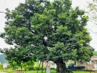 7월7일(수)외씨버선길3코스(김주영객주길) - 여행/산행(국내/해외) 사진 - 도보여행(섬&산) 좋은사람들--버스매일출발 7월7일(수)외씨버선길... 