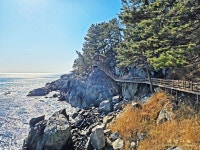 1/11 영덕블루로드(노물항-축산항, 아름다운 우리길 100선) - 여행/산행(국내/해외) 사진 - 도보여행(섬&산) 좋은사람들--버스매일출발 1/11... 