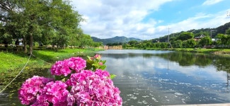 유구색동수국정원+마곡사 솔바람길(33관음성지)+공산성 - 여행/산행... 좋은사람들--버스매일출발 유구색동수국정원+마곡사 솔바람길... 