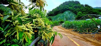 평화의길22코스 - 여행/산행(국내/해외) 사진 - 도보여행(섬&산) 좋은사람들--버스매일출발 평화의길22코스