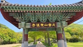 전남진도 첨찰산 쌍계사 동백 숲길..운림산방.♤♤♤♤♤ - 여행/산행... 좋은사람들--버스매일출발 전남진도 첨찰산 쌍계사 동백 숲길..운림산방.... 