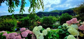 유구색동수국정원+마곡사 솔바람길(33관음성지)+공산성 - 여행/산행... 좋은사람들--버스매일출발 유구색동수국정원+마곡사 솔바람길... 
