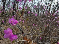 2023.03.25(토) 8-5코스 우이역 출발-＞ 왕실묘역길 (1) - 버리스트/서울둘레길 - 사단법인 도봉시민회 2023.03.25(토) 8-5코스 우이역 출발... 