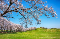 4월13일 서산목장 벚꽃길, 안면암 벚꽃 동산, 천리포 수목원 목련축제... 서산목장 벚꽃길, 안면암 벚꽃 동산, 천리포 수목원 목련축제, 골성지... 