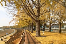 11. 20. - 파인더로 본 세상 - 여행, 바람처럼 흐르다 아산 곡교천 은행나무길과 현충사의 만추, 2025. 11. 20.