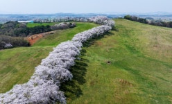 4월13일 서산목장 벚꽃길, 안면암 벚꽃 동산, 천리포 수목원 목련축제... 서산목장 벚꽃길, 안면암 벚꽃 동산, 천리포 수목원 목련축제, 골성지... 