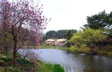 4월13일 서산목장 벚꽃길, 안면암 벚꽃 동산, 천리포 수목원 목련축제... 서산목장 벚꽃길, 안면암 벚꽃 동산, 천리포 수목원 목련축제, 골성지... 