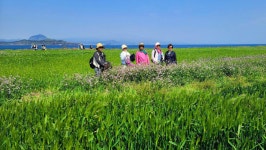 4월 11-14일 유채꽃과 청보리 그 황홀한 봄날의 제주, 섬속의 섬여행... 흐르다 4월 11-14일 유채꽃과 청보리 그 황홀한 봄날의 제주, 섬속의 섬여행