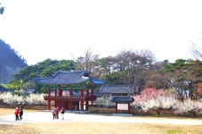 3월 17일 선비의 뜨락에서 피는 매화기행, 성주 한개마을과 회연서원 백매원 - 무심재클럽 여행 - 여행, 바람처럼 흐르다 3월 17일 선비의... 